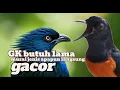 Lagu murai batu gacor AMPUH BUAT PANCINGAN MURAI BATU IKUT BUNYI III 100%  nyaut emosi