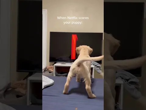 When the dog is watching TV