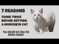 7 Reasons You Should Think Twice Before Getting a Munchkin Cat