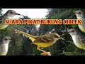 Download Lagu SUARA PIKAT BURUNG CIBLEK