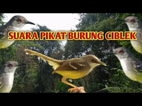 Download MP3 SUARA PIKAT BURUNG CIBLEK