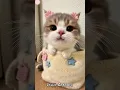 Download Lagu hahahaa #imut #harusberanda #cutecat