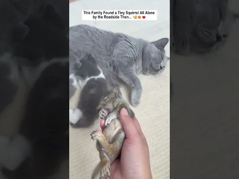 This Family Found a Tiny Squirrel All Alone by the Roadside...