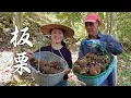 Download Lagu 又到板栗季，和爸一起捡板栗，板栗煲饭全家抢着吃