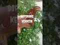 Download Lagu Tanda. alam arti kupu gajah masuk rumah