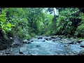 Download Lagu Sungai Tenang \u0026 Kicauan Burung ASMR | White Noise Alami untuk Tidur, Belajar, dan Meditasi
