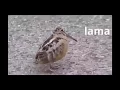 Download Lagu Lucu bikin ngakak, Burung Asyik JOget