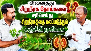 அனைத்து சிறுநீரக நோய்களை சரிசெய்து சிறுநீரகத்தை பலப்படுத்தும் சஞ்சீவி மூலிகை..