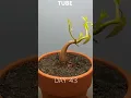 120 days in 1 min - Growing durian tree from seed #plants #popular #viral #youtubeshorts #timelapse