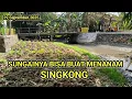 Download Lagu Sungai Atau Kalinya Sudah Dangkal Sampai Bisa Buat Menanam Singkong Warga 