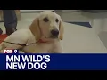 Meet Hatty the MN Wild s new dog