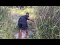 Download Lagu Buka Rawa Pinggir Jalan Aspal Bikin Semua Orang Kaget Ternyata Dihuni Lele Berukuran Tak Biasa 