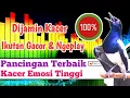 Download Lagu KACER POCI ANDA PASTI LANGSUNG EMOSI JIKA DENGAR SUARA KACER INI