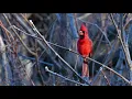 Download Lagu Cardinal sings his heart out in Syracuse