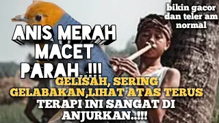 Download TERAPI ANIS MERAH MACET BUNYI, STRES ¦ PANCINGAN NGEPLONG ¦KICAUAN @MatpunkAsikAsik MP3