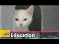 National Cat Adoption Centre tour World Animal Day