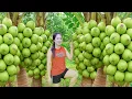 Download Lagu Harvesting 1000+ coconuts to sell at the market – Simple Life of Indigenous People
