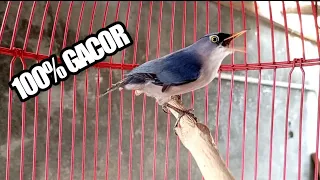 tembakan dan suara khas burung rambatan paruh merah l burung masteran