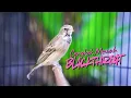 Lagu MASTERAN BLACKTHROAT GACOR SUARA JERNIH manjur BUAT kenari PAUD BELAJAR BUNYI Cengkok JUARA