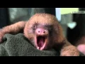 Screaming sloth