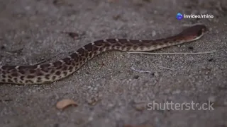America's Deadliest Snakes