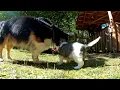 Adorable Puppy Won t Stop Chasing a Patient Border Corgi