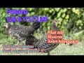 Download Lagu MASTERAN AYAM HUTAN ,Pertama x di youtube👍.#masteranayamhutan