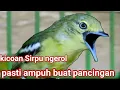 Download Lagu Kicoan Sirpu Ngerol // Solusi Tepat Buat Sirpu Yg Susah Bunyi