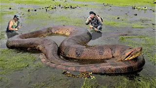 Download 10 Biggest Snakes Ever Captured ! MP3