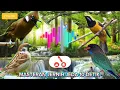 Download Lagu Masteran jernih jeda 10 detik cocok untuk muraibatu dan burung burung lomba lain 