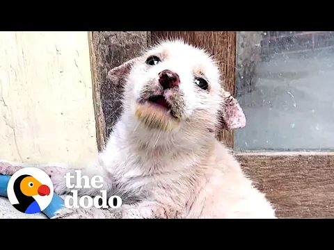Mangey Street Puppy Completely Transforms | The Dodo