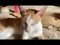 Download Lagu Cat