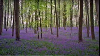 Дзвінки дзвіночки Плюс для розучування 