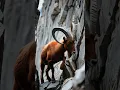 Download Lagu mountain goat life 🐐 #wildlife #viralvideo #goatclimbing #animals #mountain #moutaingoat #animals