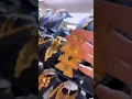 Download Lagu 18k gold jhumka.🌍😍#shorts #youtubeshorts #shortvideo #viral #latest #design #jhumki #jhumka