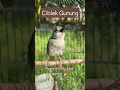 Lagu kicauan asli burung Ciblek gunung 🔥