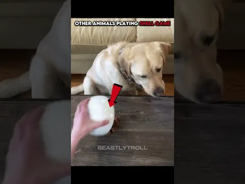 Animals vs Shell Game