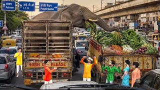 Elephant Trunk ने Traffic में मचा दिया हंगामा Funny Hindi Kahaniya