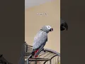 The end 😂💀#parrot #talkingparot #funnyparrot