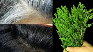 Sonuca şaşıracaksınız! Beyaz saçlar yok oluyor! Saçlar deli gibi uzadılar