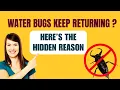 Water Bug Infestation in House What Attracts Them How to Stop Them