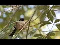 Lagu suara kicau burung alam liar