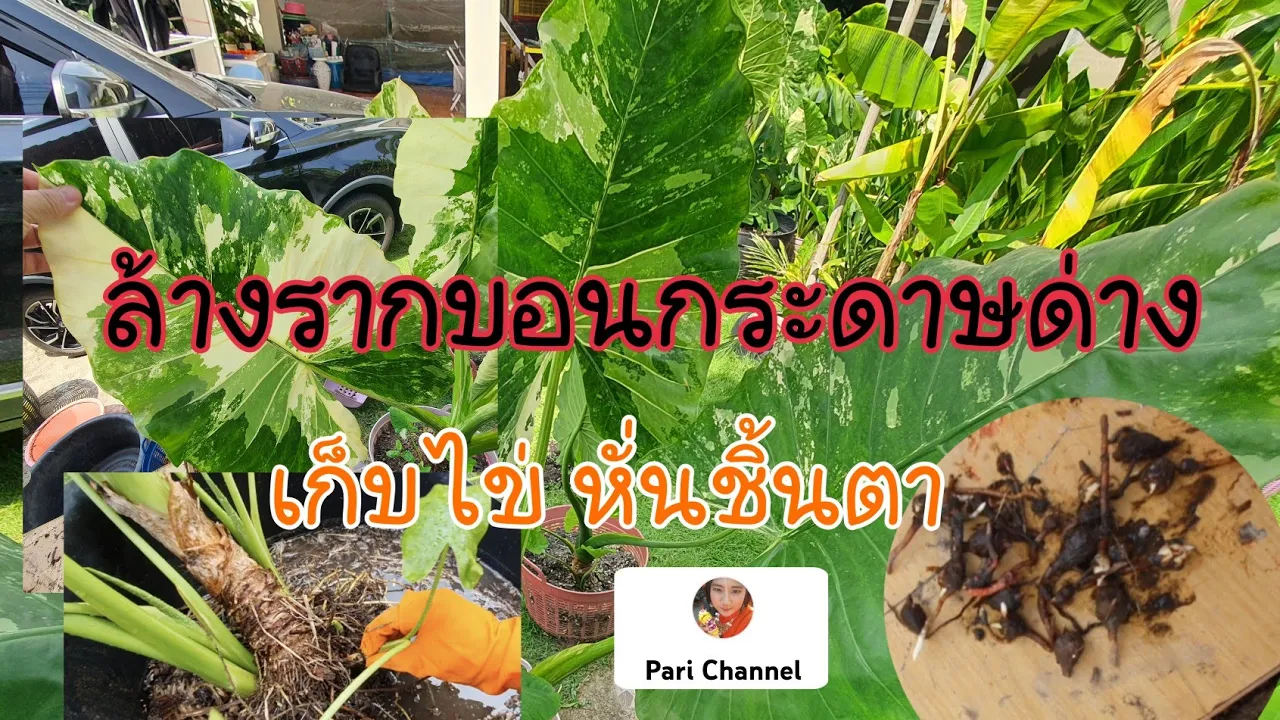 EP 89 บอนกระดาษด่าง ล้างราก เก็บไข่แยกหน่อ หั่นชิ้นตา