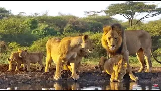 Lions Mating With Cubs Around Jan 20 2025