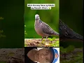 Download Lagu Burung yg Bikin Adem Suasana Burung Puter Geni #shorts #burung