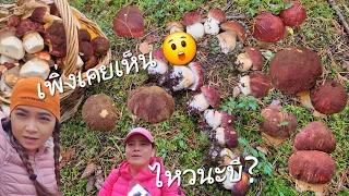 เก็บตัดๆ เกิดมาเพิ่งเคยเก็บแบบนี้😲 เยอะมากๆอ่อนๆไซส์เดียวกันหมดเลย11.9.2026 🇫🇮