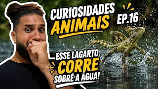 Curiosidades ANIMAIS! Ep.16 - Lagarto com SUPERPODERES? 