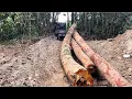Download Lagu Luar Biasa!!Aksi operator Bulldozer tarik kayu Logs dari dalam hutan