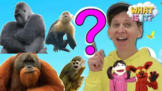 Monkeys and Apes - What Is It? 🦍  | Guessing Game, Vocabulary Builder | Dream English Kids