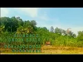 Download Lagu DIPUNCAK BUKIT HIJAU  jayanthi mandasari
